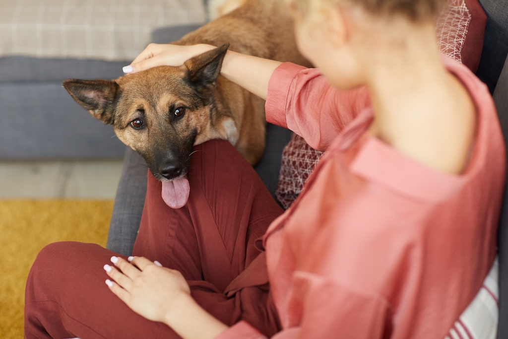 dog anxiety signs