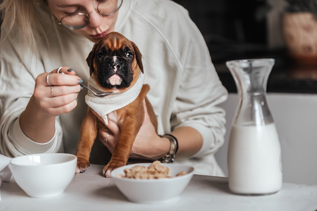 peanut butter for puppies